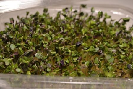 Germinados, brotes y microgreens: aportes nutricionales y cómo cultivarlos en casa